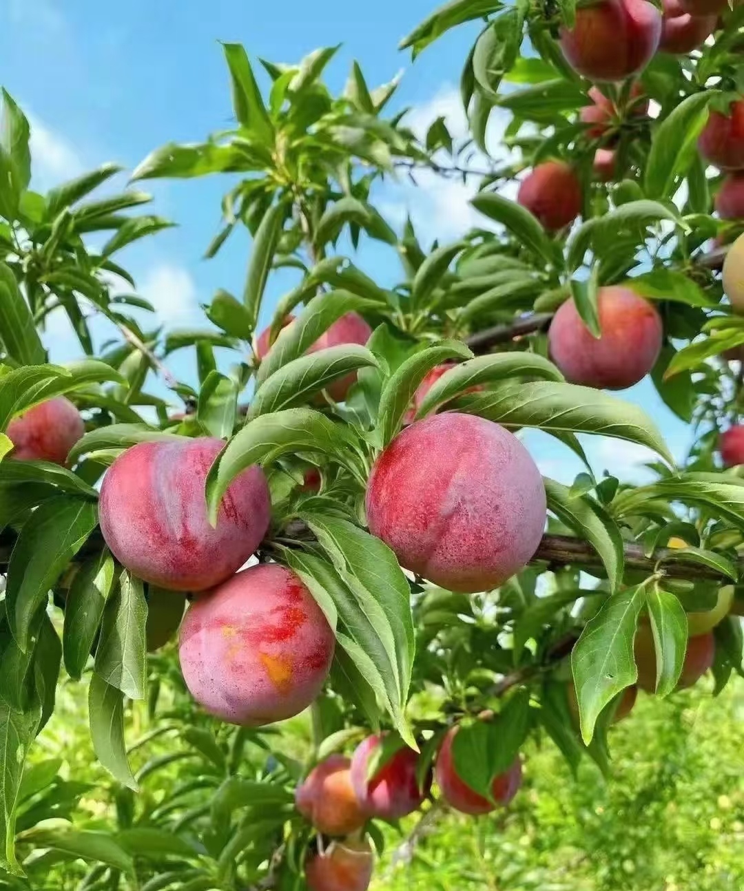 Plum