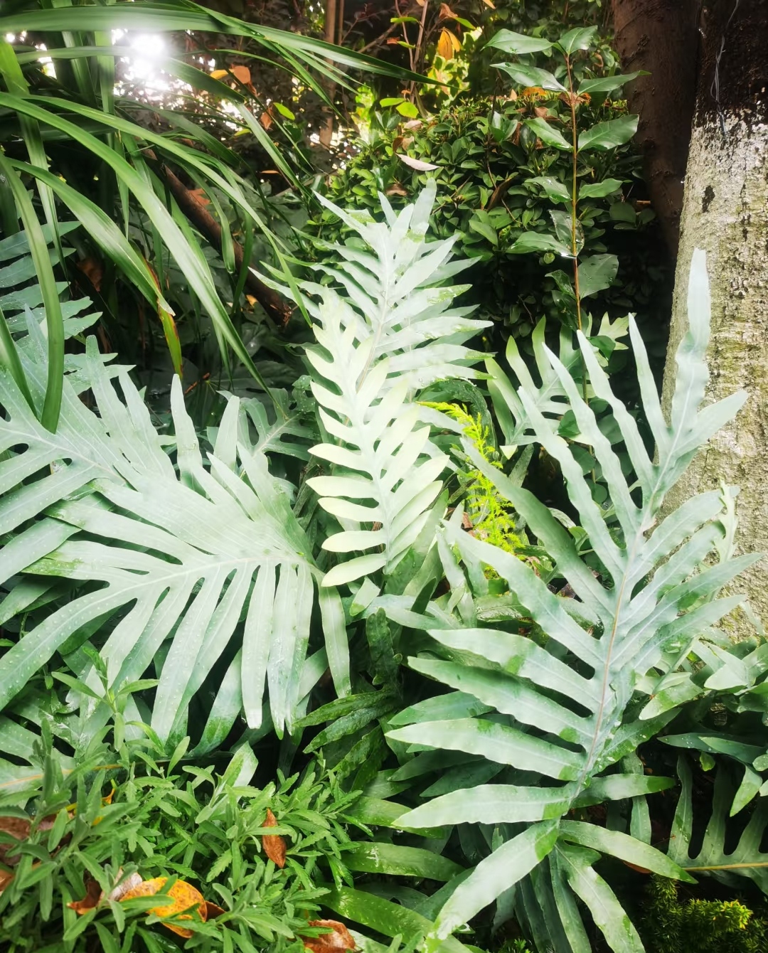 Polypodium Leucotomos