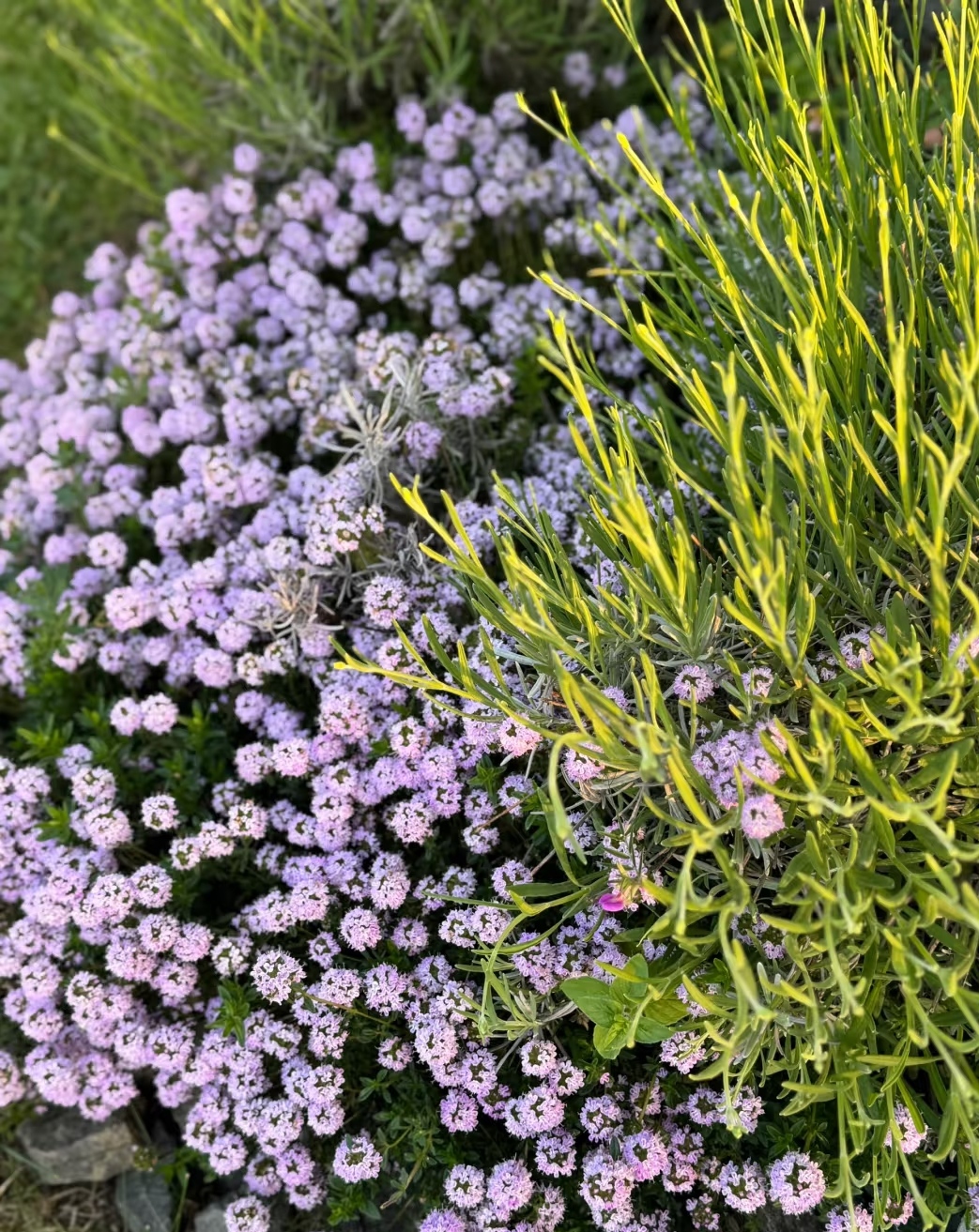 Thyme