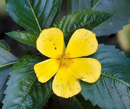 Turnera