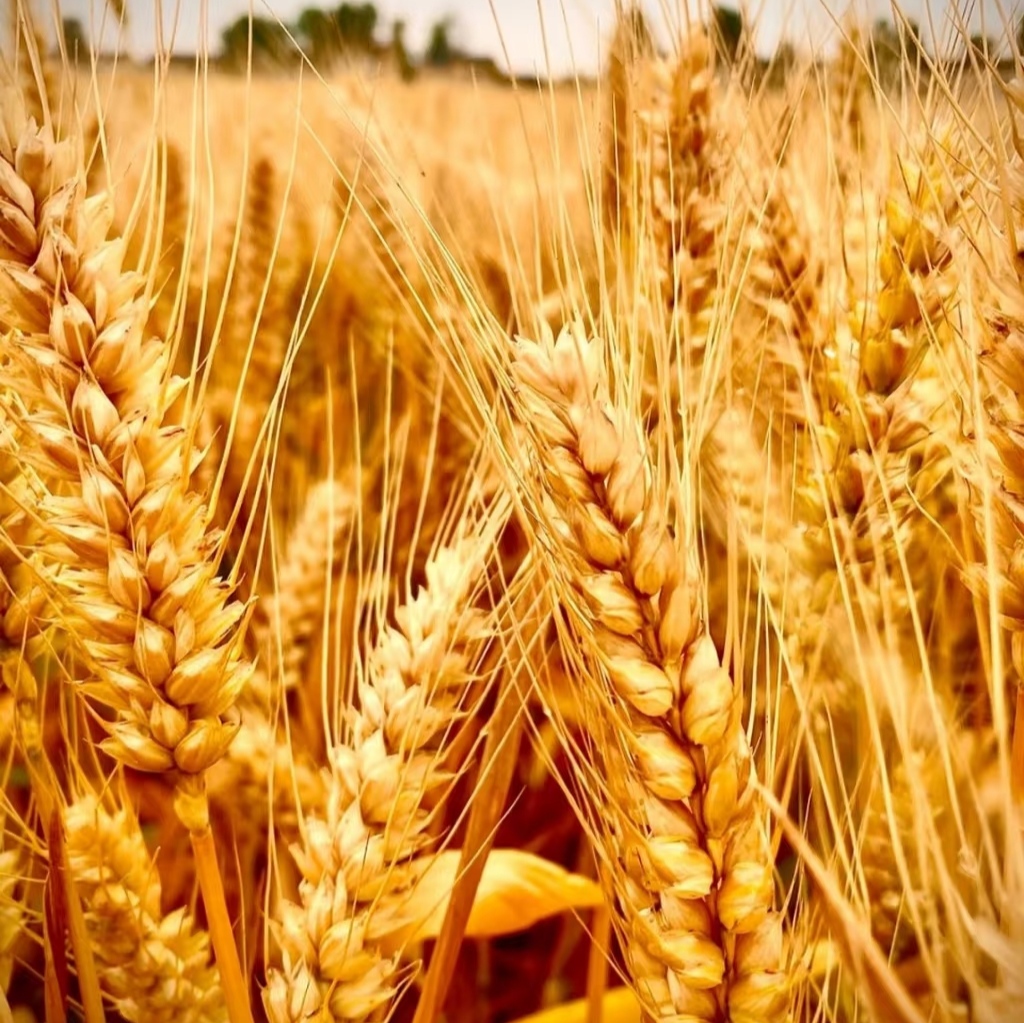 Wheat