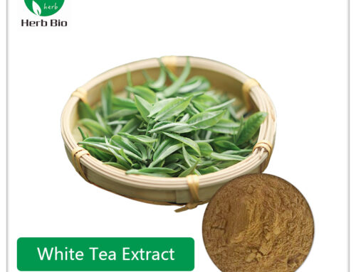White Tea Extract
