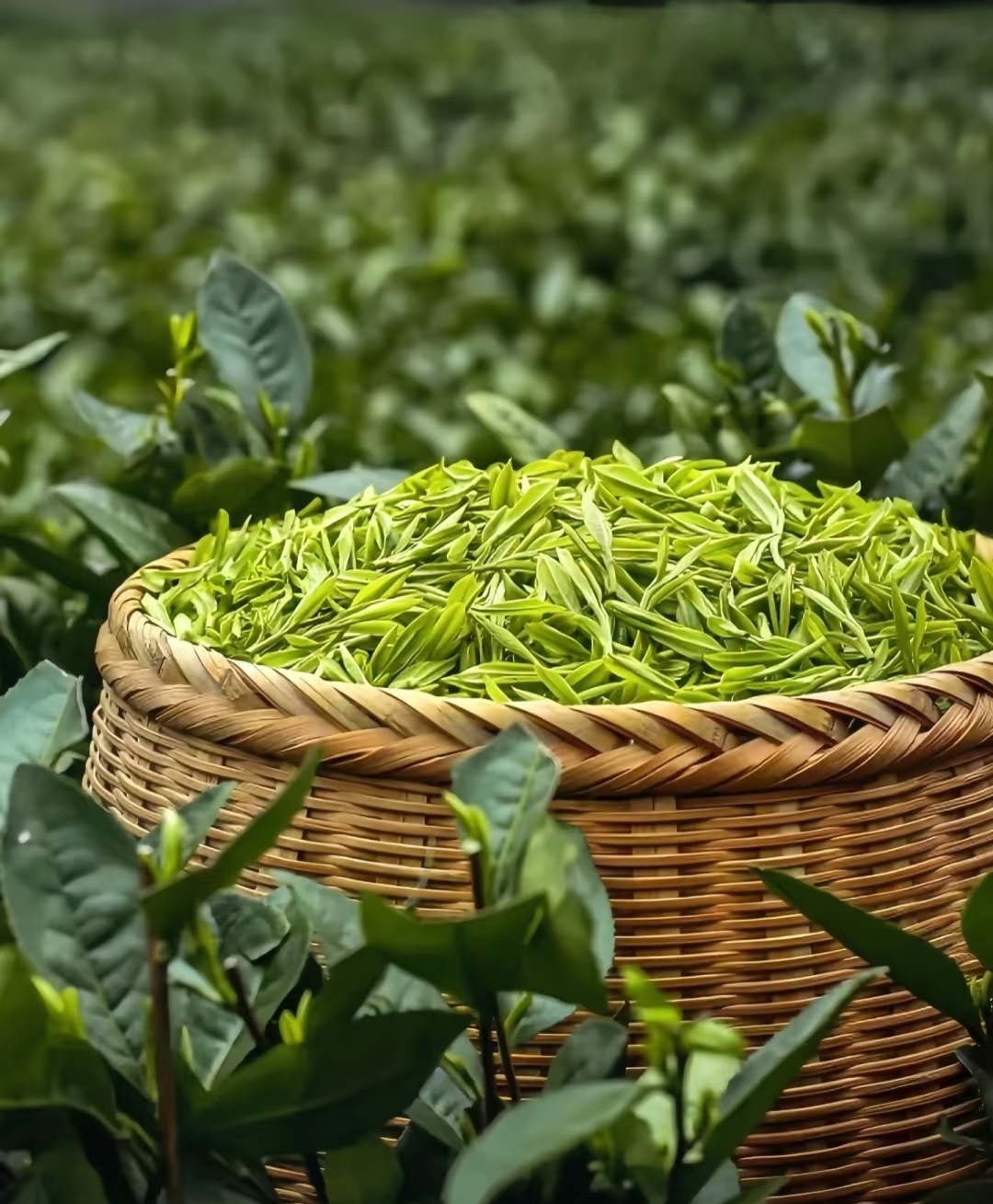 White Tea