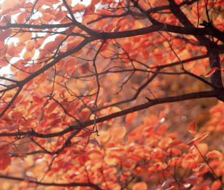 rhus succedanea