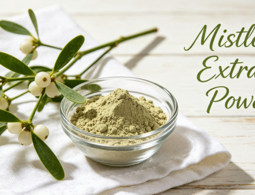 Mistletoe Extracts Powder: Key Uses, Safety Profile & Bulk Sourcing Tips