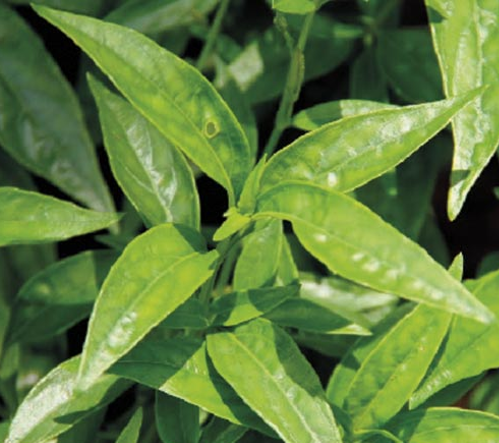 Andrographis Paniculata Extract