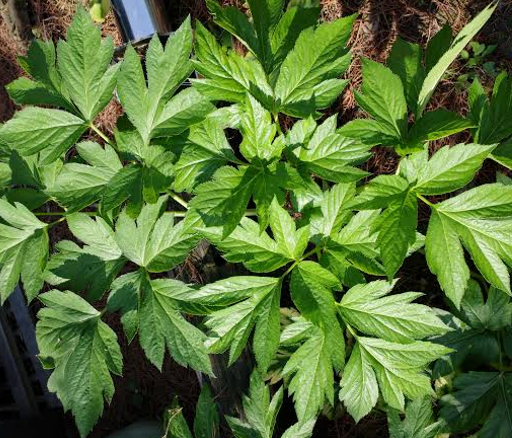 Ashitaba Extract