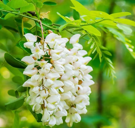 Sophora Japonica Extract