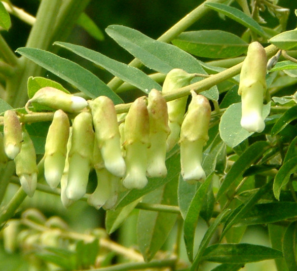 Total Alkaloids Liquid